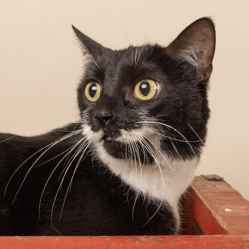 Enlarge Peach, a Adoptable Domestic Short Hair in Franklin, TN image 1/2