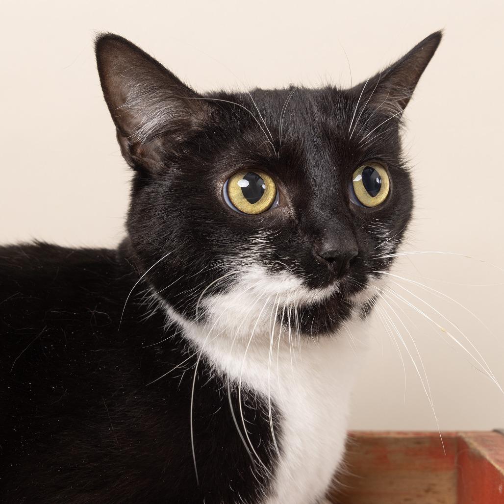 Enlarge Peach, a Adoptable Domestic Short Hair in Franklin, TN image 2/2