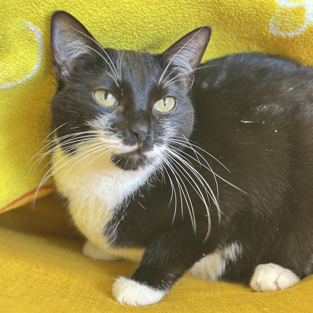 Enlarge Peach, a Adoptable Domestic Short Hair in Franklin, TN image 4/4
