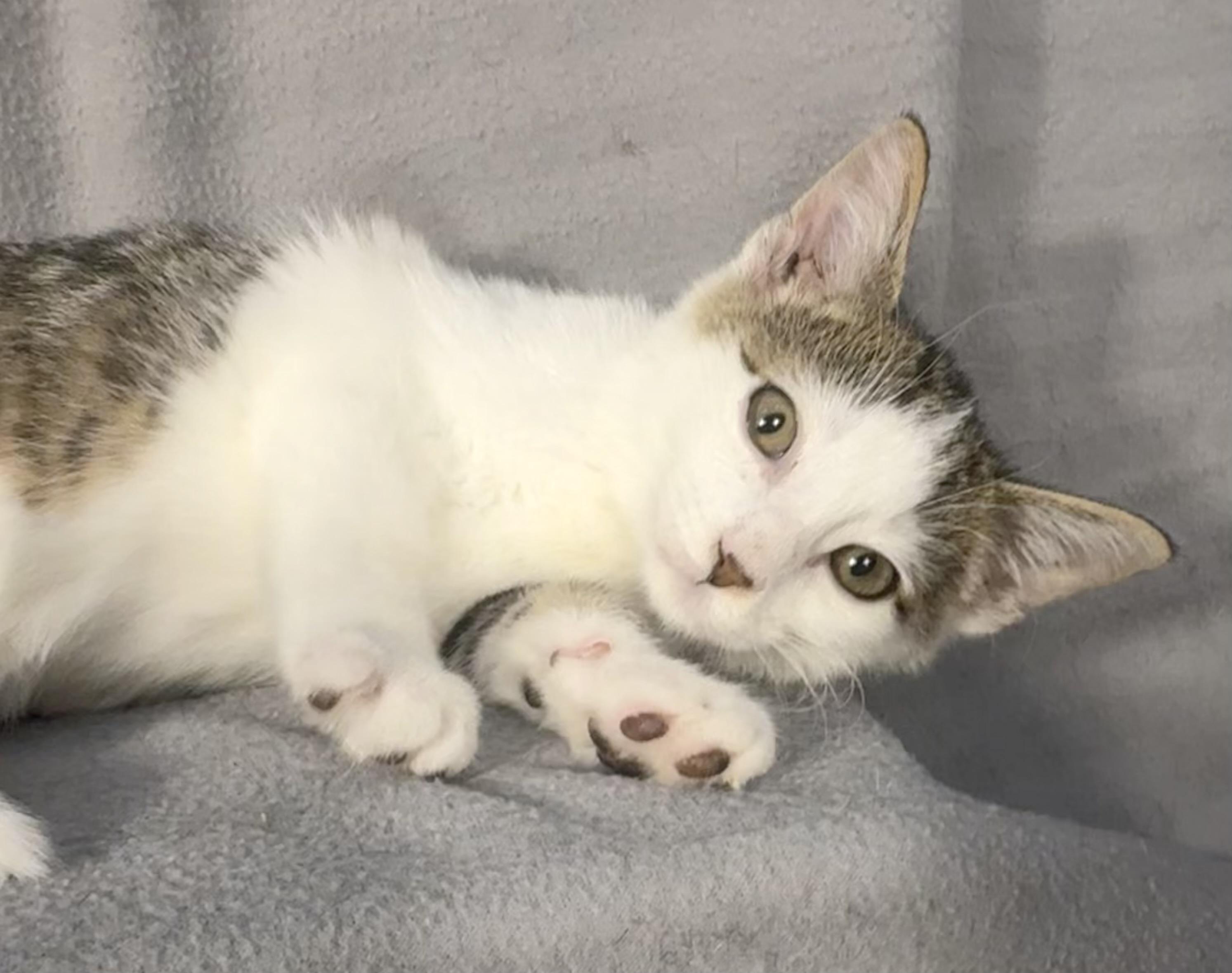 Enlarge Olaf, a Adoptable Domestic Short Hair in Minneapolis, MN image 1/3