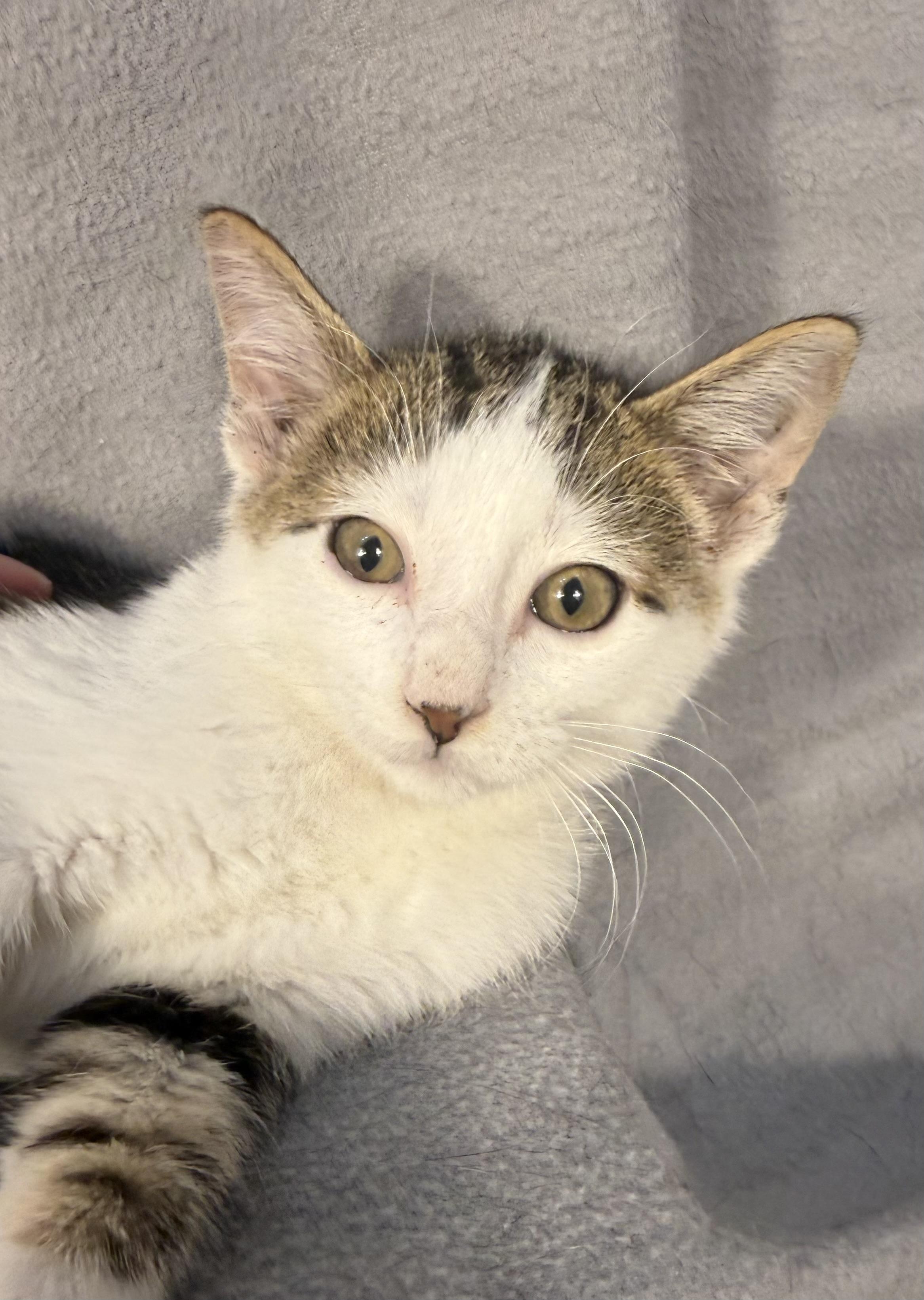Enlarge Olaf, a Adoptable Domestic Short Hair in Minneapolis, MN image 2/3