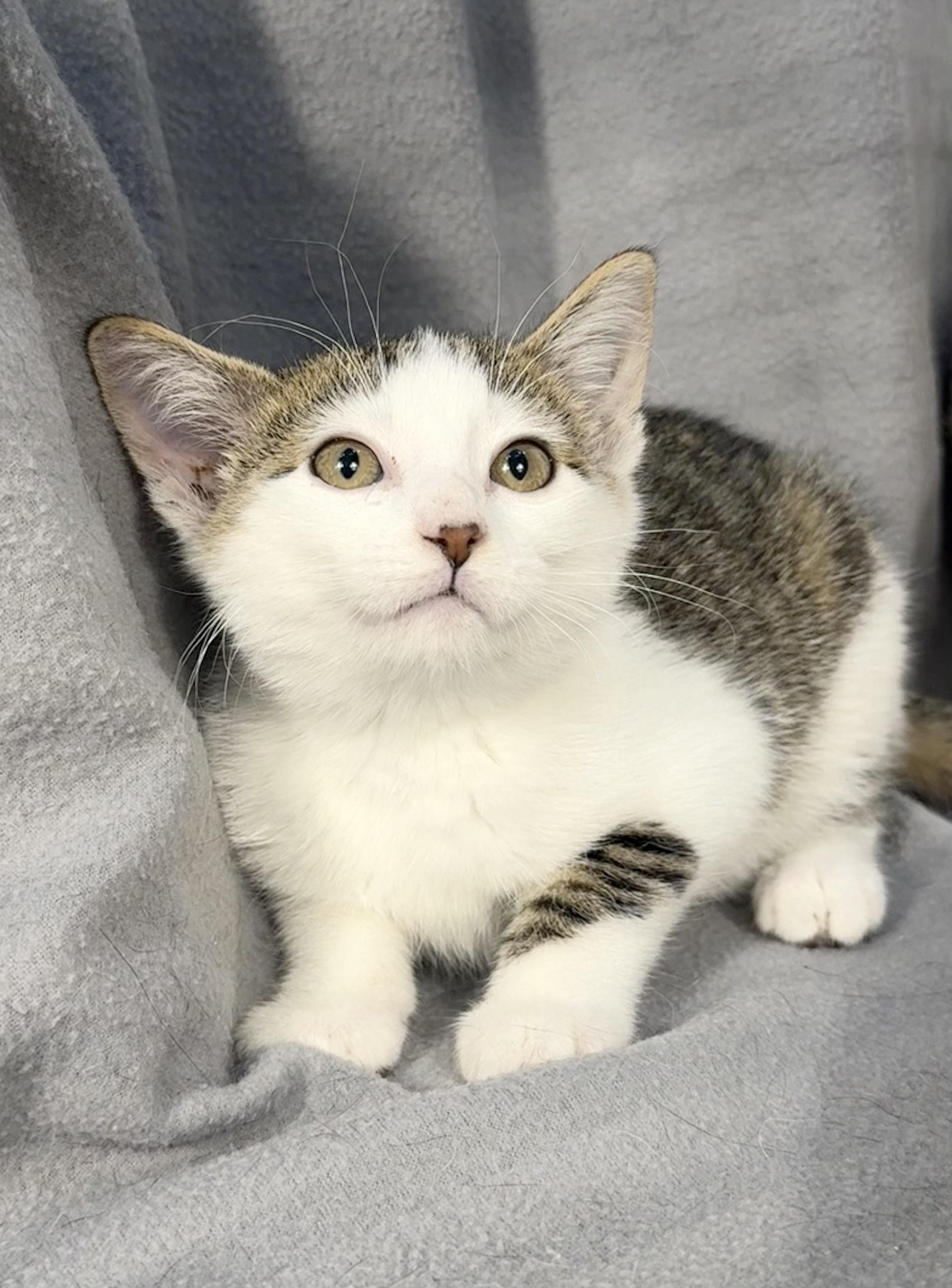 Enlarge Olaf, a Adoptable Domestic Short Hair in Minneapolis, MN image 3/3