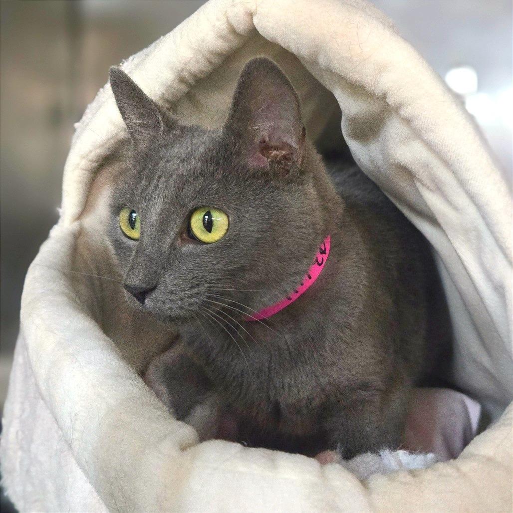 Enlarge Bell Pepper, a Adoptable Russian Blue in San Jacinto, CA image 1/1