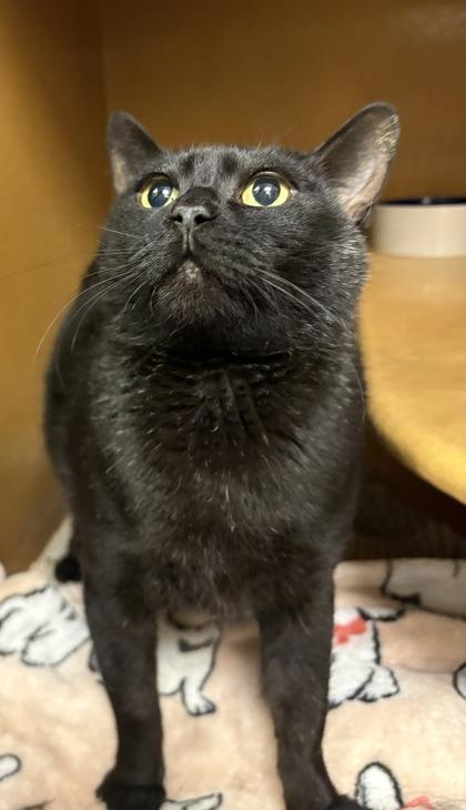 Harley, Adoptable, Adult Female Domestic Short Hair & Domestic Short Hair.