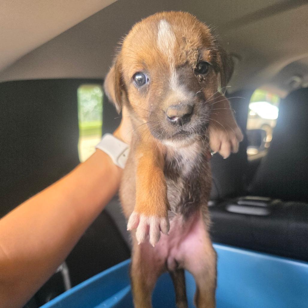 Roo, Adoptable, Puppy Female Collie.