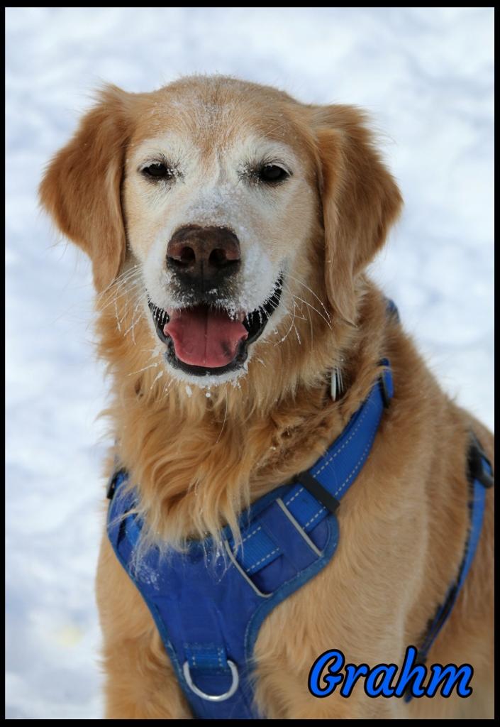 Enlarge Grahm, a ADOPTABLE Golden Retriever in Shippenville, PA image 4/6