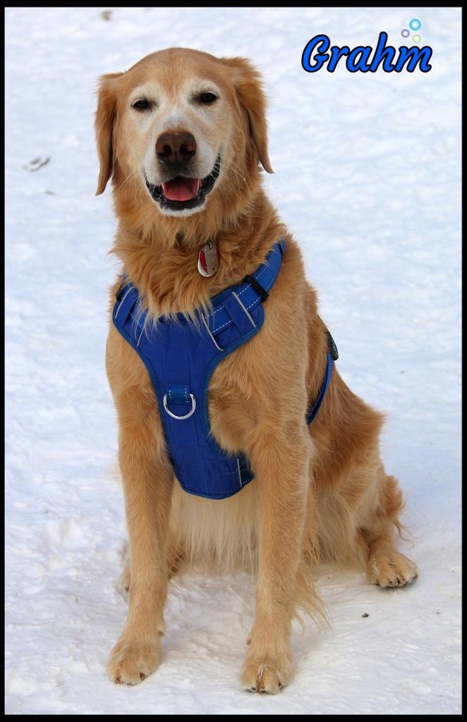 Grahm, adopted, Adult Male Golden Retriever.