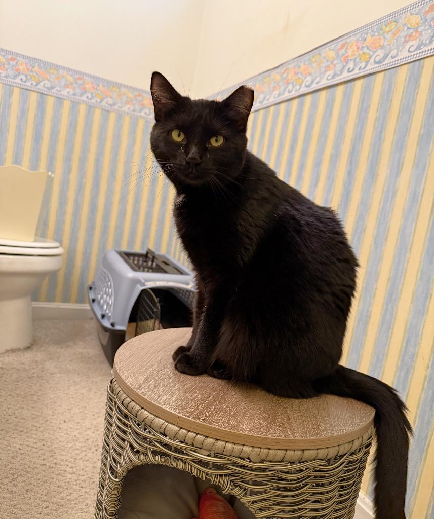 Pot, Adoptable, Adult Male Domestic Short Hair.