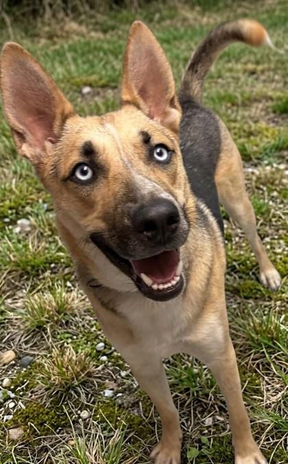 Magnum, Adoptable, Young Male German Shepherd Dog & Mixed Breed.