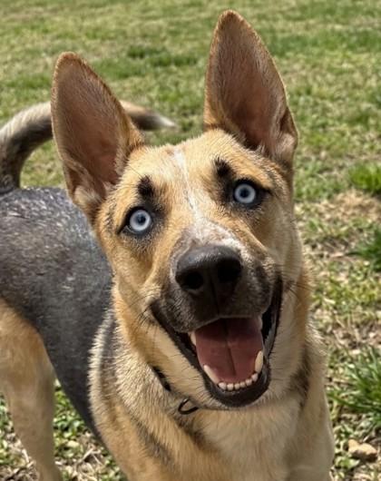 Enlarge Magnum, a Adoptable mixed breed in Baraboo, WI image 2/3