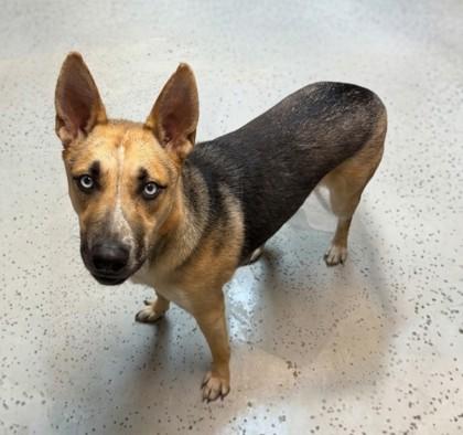 Enlarge Magnum, a Adoptable mixed breed in Baraboo, WI image 3/3
