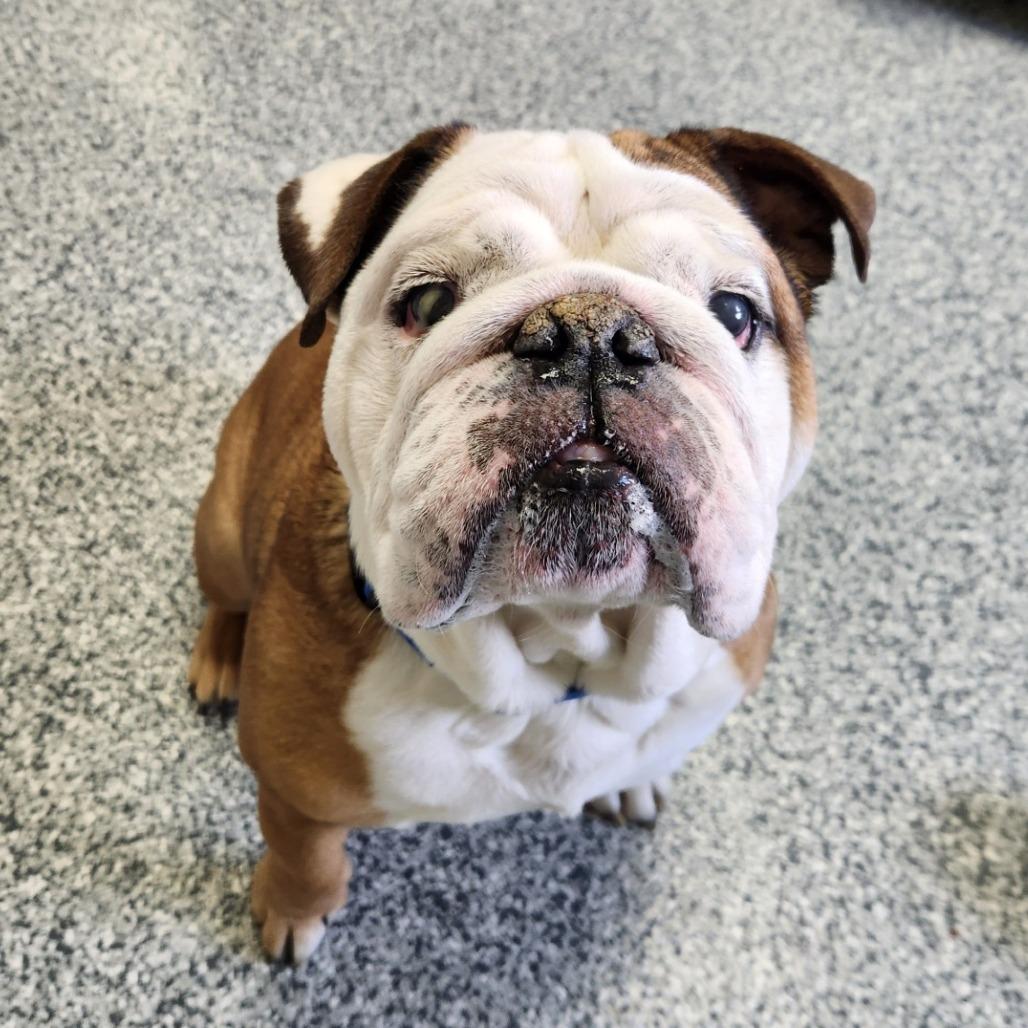 Enlarge Franklin, a Adoptable mixed breed in Brookfield, WI image 1/4