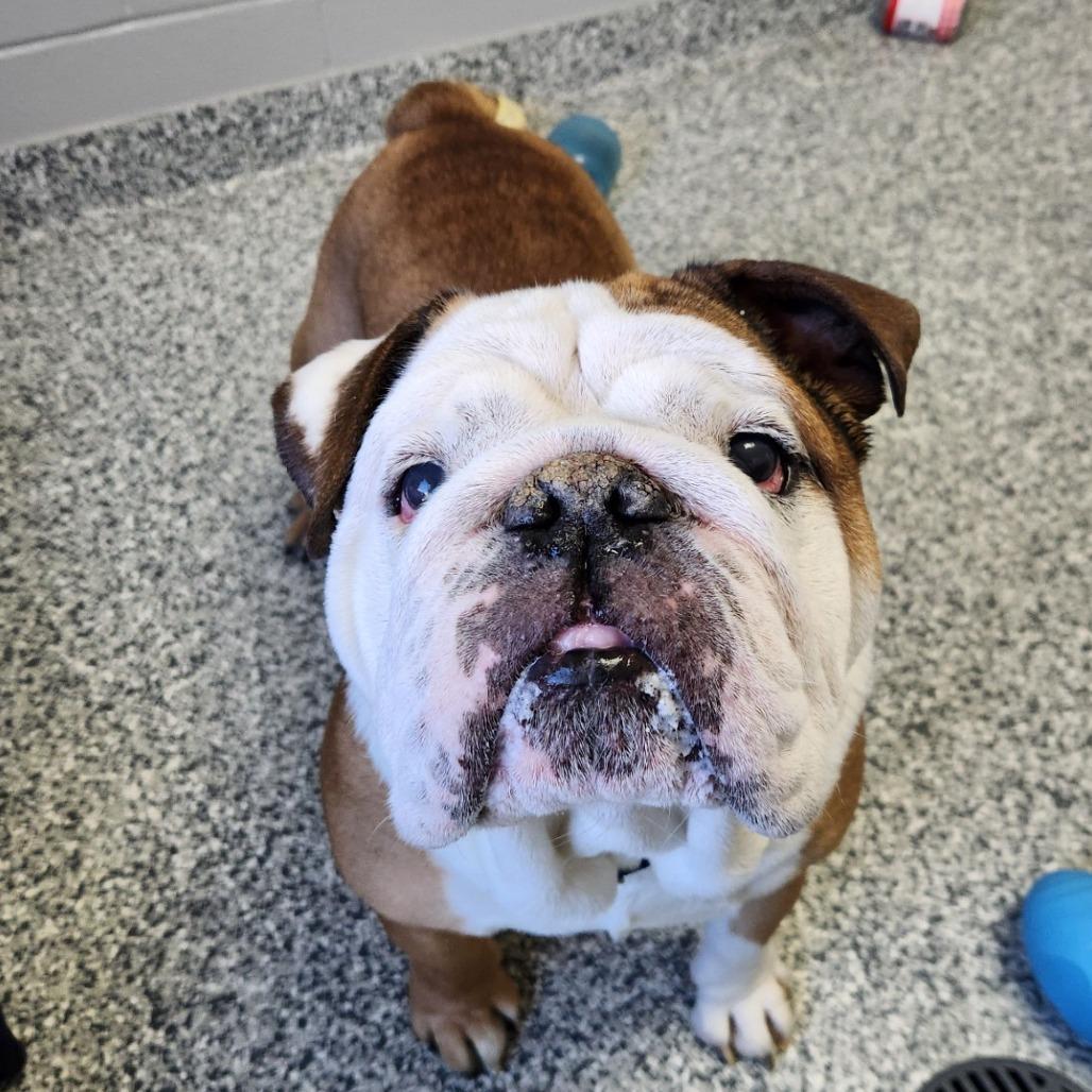 Enlarge Franklin, a Adoptable mixed breed in Brookfield, WI image 2/4