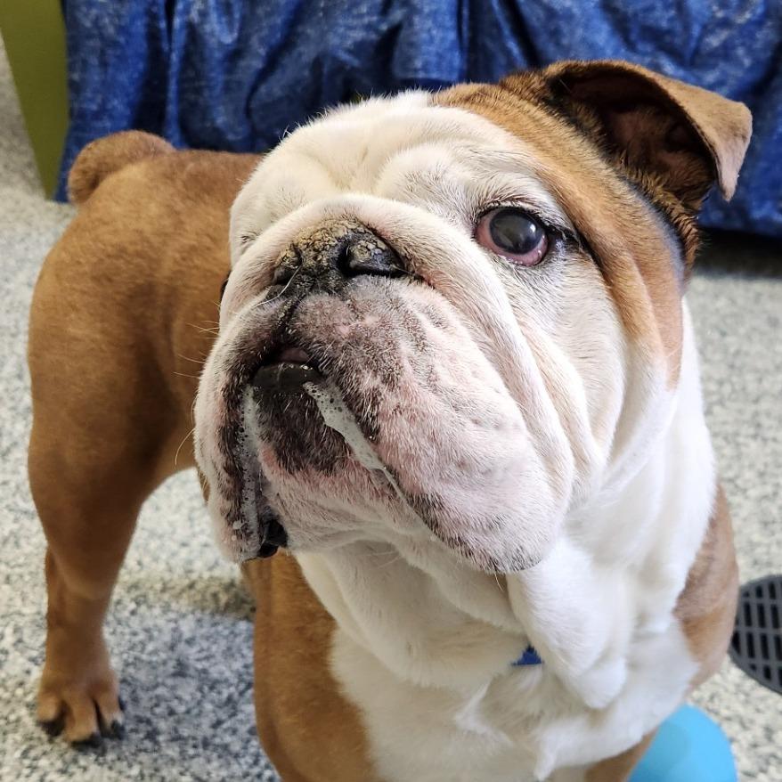 Enlarge Franklin, a Adoptable mixed breed in Brookfield, WI image 3/4