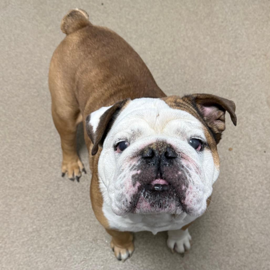 Enlarge Franklin, a Adoptable mixed breed in Brookfield, WI image 4/4