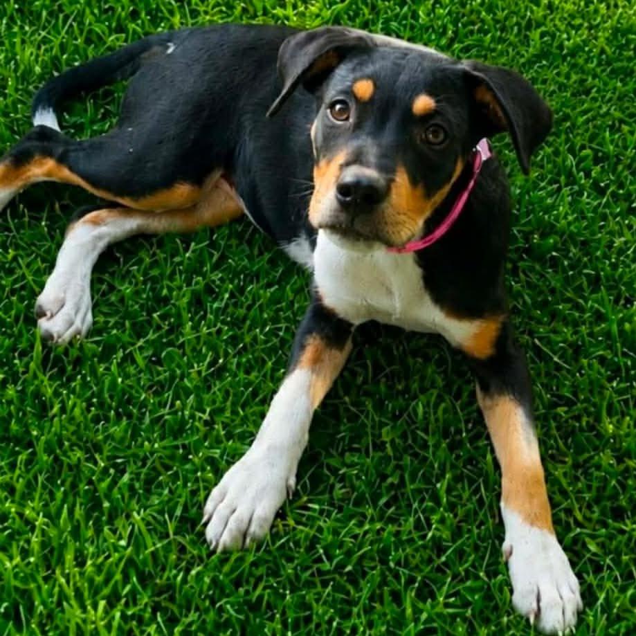 Bonnie Kelly, Adoptable, Puppy Female Catahoula Leopard Dog & Mixed Breed.