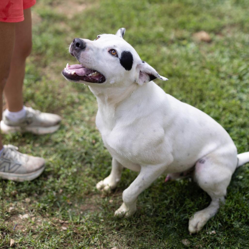 Summit, Adoptable, Adult Male Border Collie & Labrador Retriever.