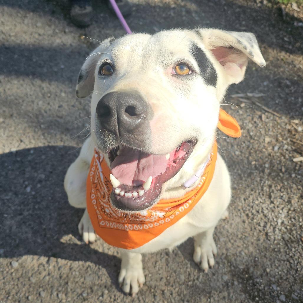 Enlarge Summit, a Adoptable mixed breed in Talbott, TN image 2/6