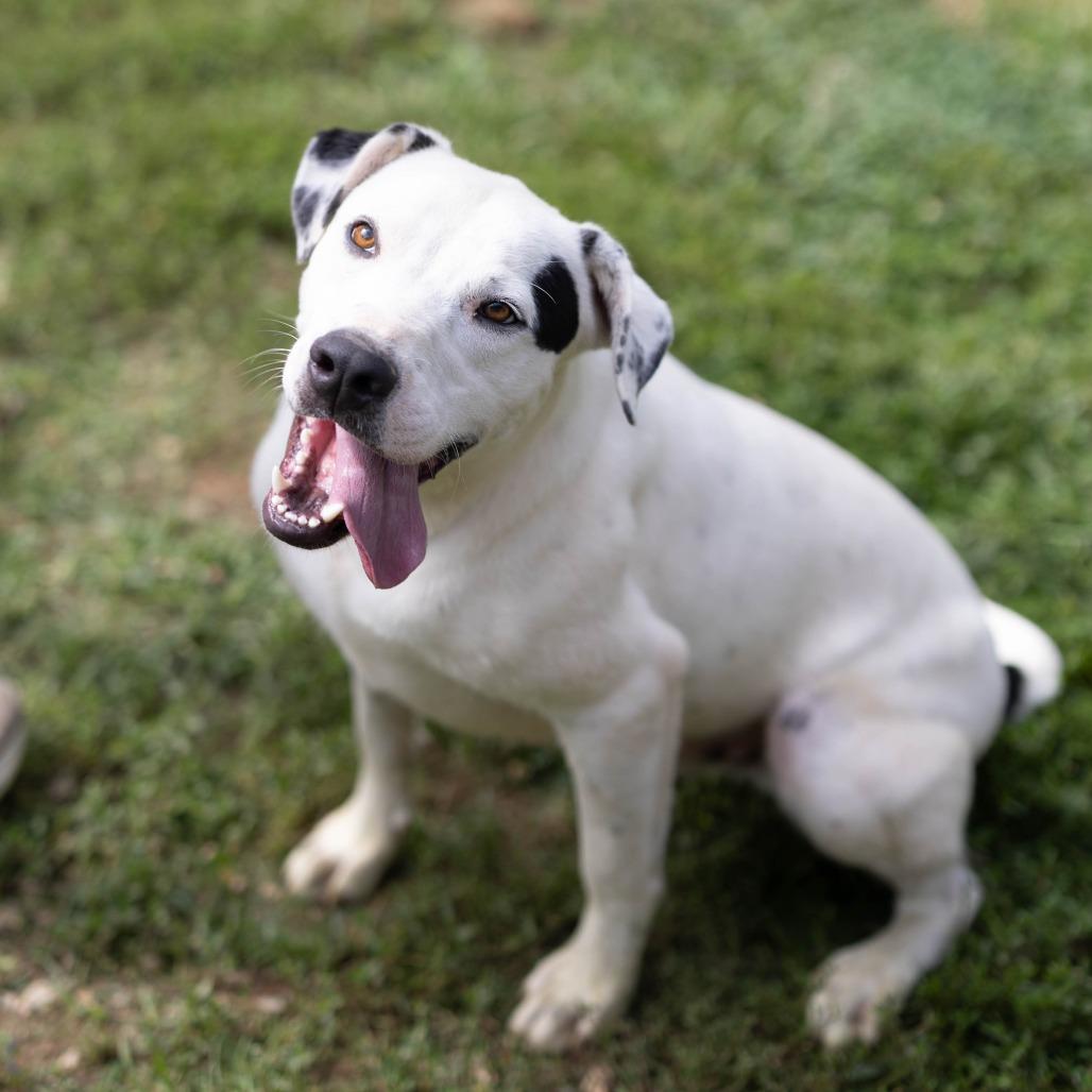 Enlarge Summit, a Adoptable mixed breed in Talbott, TN image 3/6