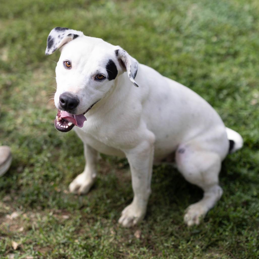 Enlarge Summit, a Adoptable mixed breed in Talbott, TN image 4/6