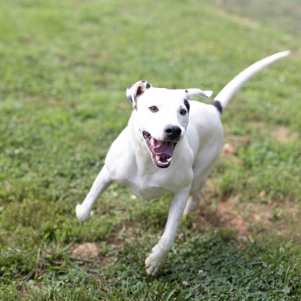 Enlarge Summit, a Adoptable mixed breed in Talbott, TN image 5/6
