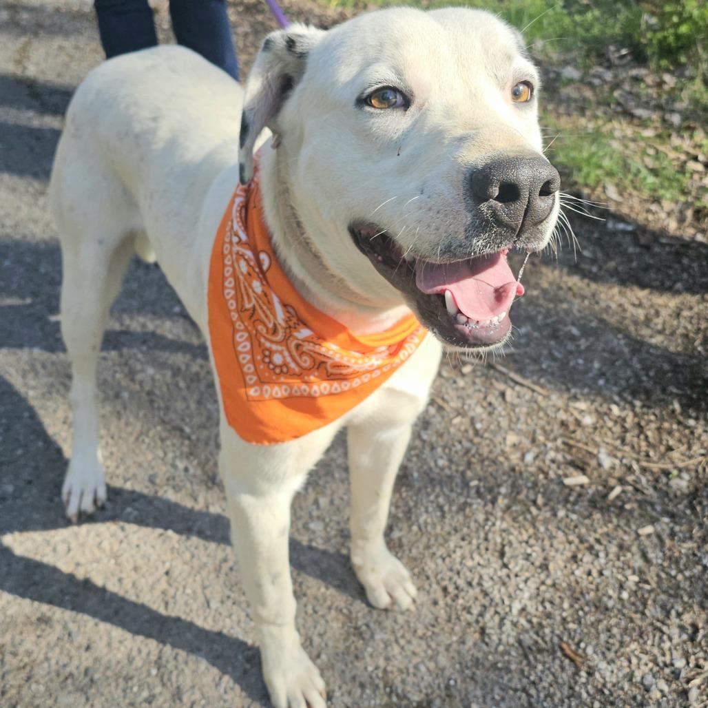 Enlarge Summit, a Adoptable mixed breed in Talbott, TN image 6/6