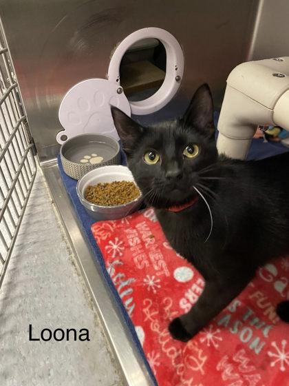 Loona, Adoptable, Kitten Female Domestic Short Hair & Domestic Short Hair.