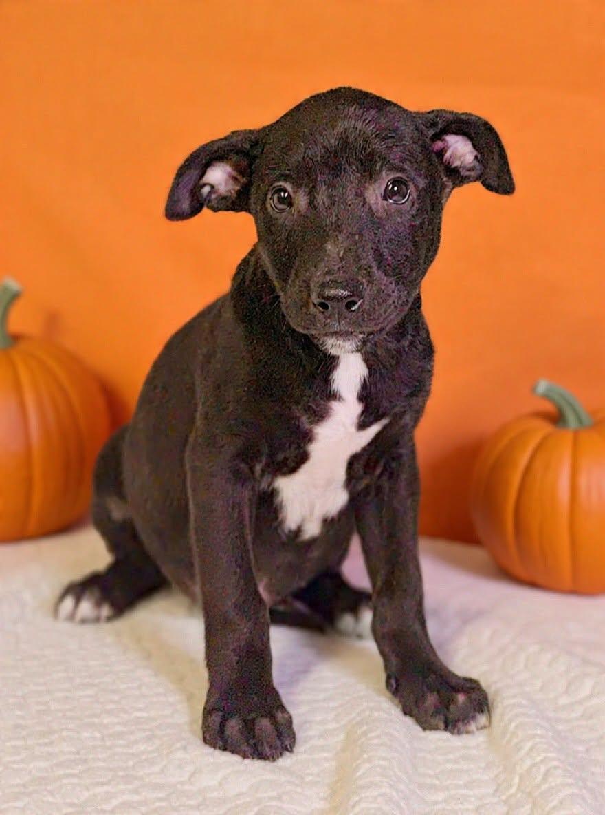 Enlarge Crissy 26/791, a Adoptable mixed breed in Talladega, AL image 1/3