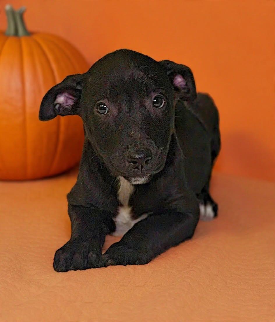 Enlarge Crissy 26/791, a Adoptable mixed breed in Talladega, AL image 2/3