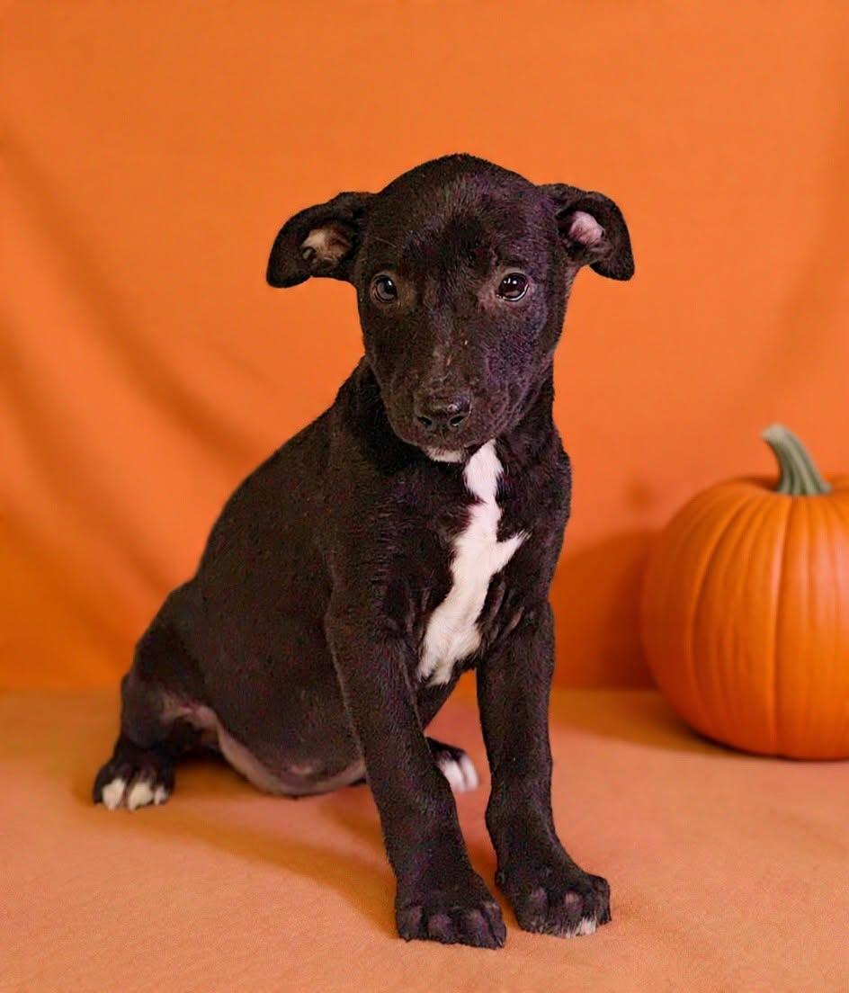 Enlarge Crissy 26/791, a Adoptable mixed breed in Talladega, AL image 3/3