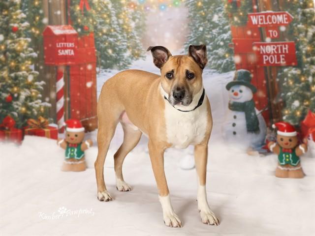 Enlarge RADAR, a Adoptable mixed breed in Omaha, NE image 1/1