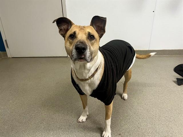 RADAR, Adoptable, Adult Male Boxer & Mixed Breed.