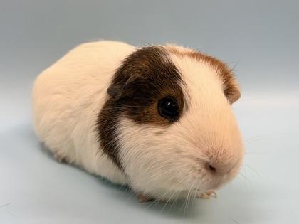 Scooter, Adoptable, Adult Male Guinea Pig & Guinea Pig.