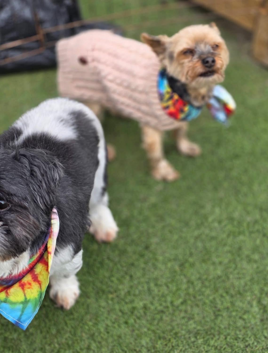 Enlarge Henry & boopi , a ADOPTABLE Yorkshire Terrier in Woodbury, NJ image 3/3
