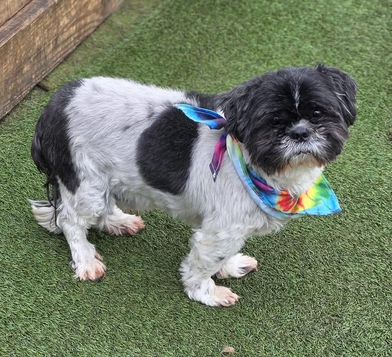 Enlarge Henry & boopi , a ADOPTABLE Yorkshire Terrier in Woodbury, NJ image 2/3