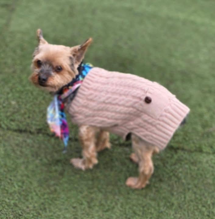 Henry & boopi , ADOPTABLE, Senior Male Yorkshire Terrier.