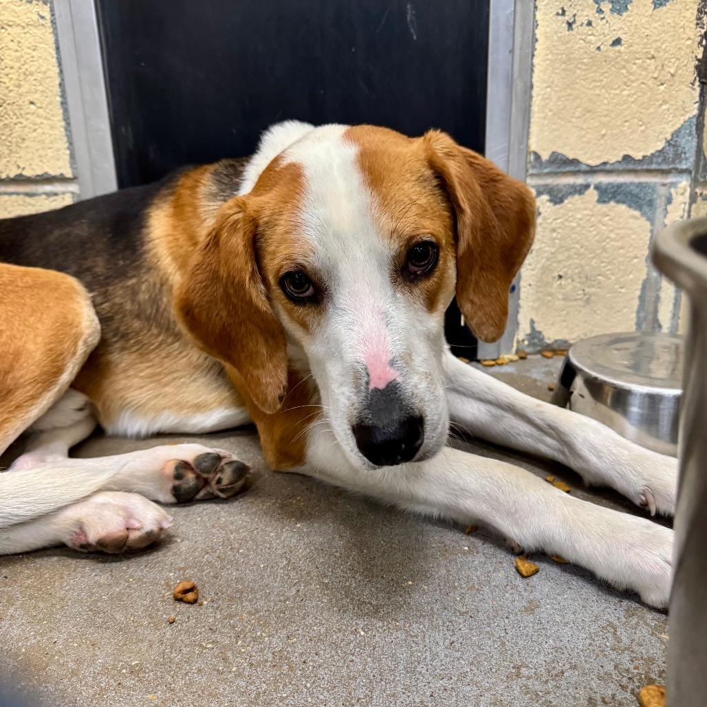 Miso FC Terry M, Adoptable, Adult Male Hound & Mixed Breed.