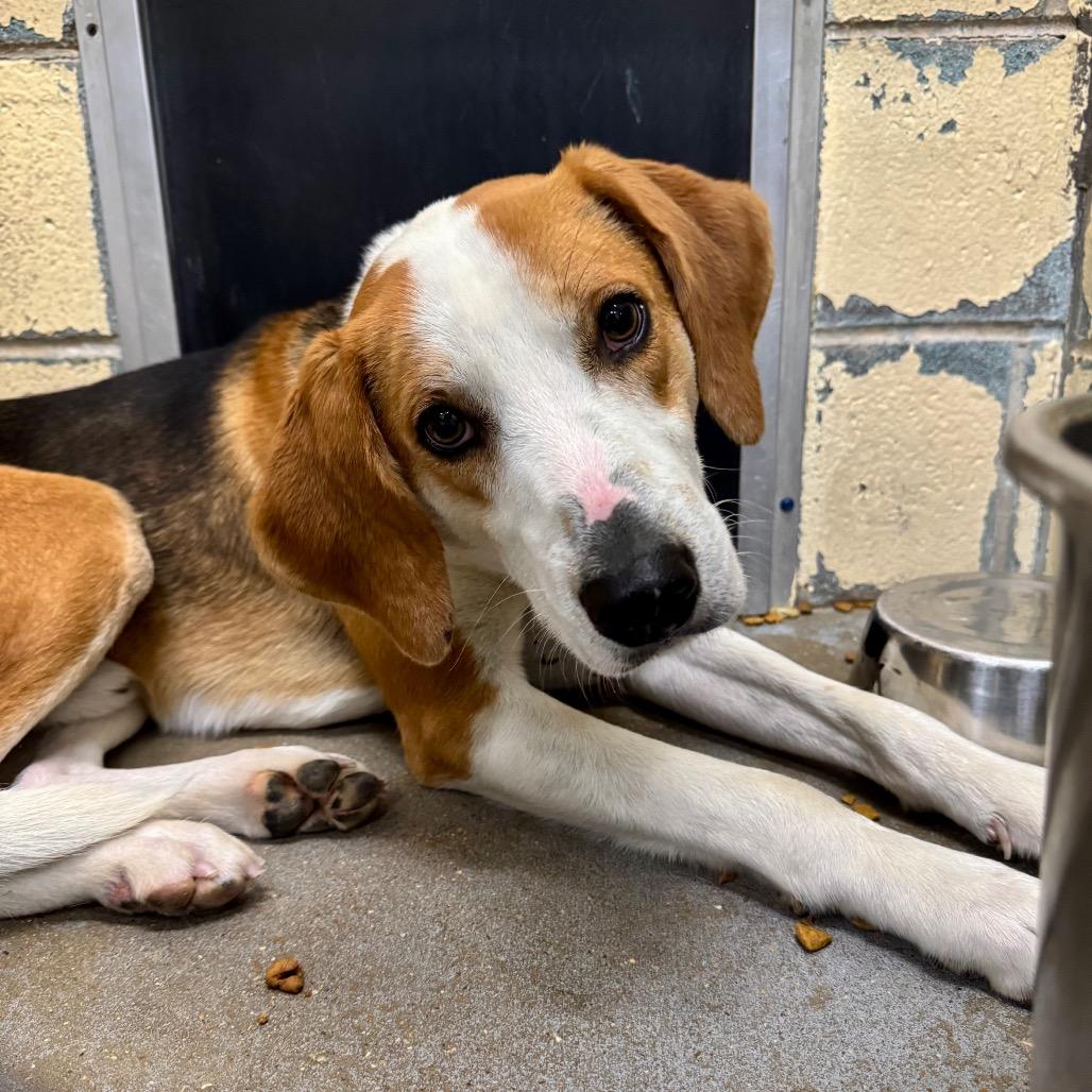 Enlarge Miso FC Terry M, a Adoptable mixed breed in Union, MO image 2/6