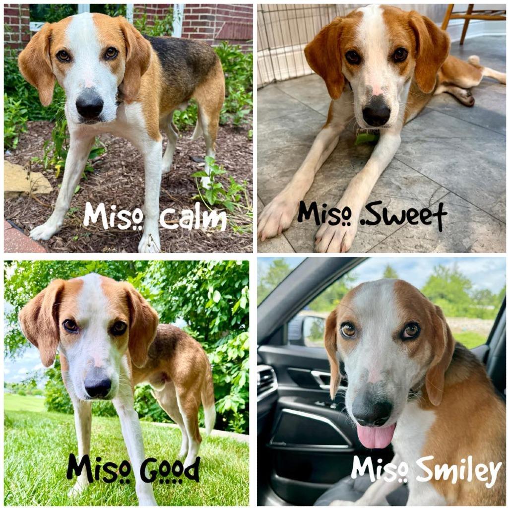 Enlarge Miso FC Terry M, a Adoptable mixed breed in Union, MO image 6/6