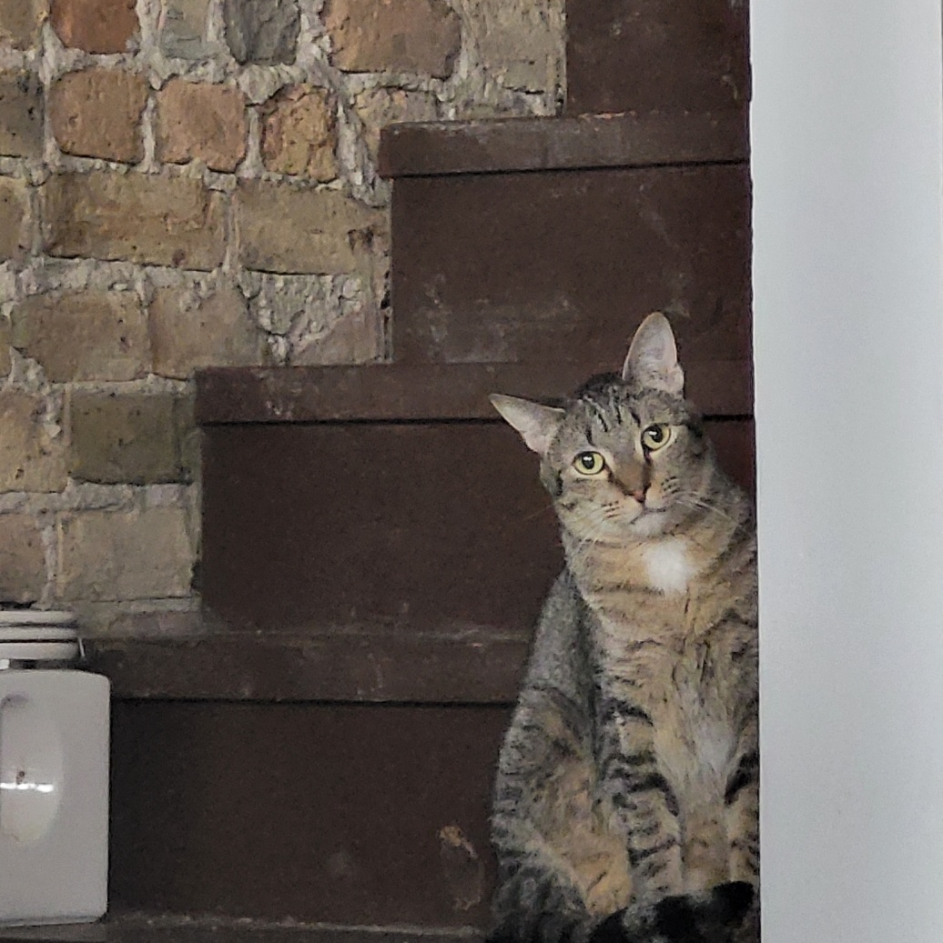 Berlin, a Adoptable Domestic Short Hair in Chicago, IL image 2/2