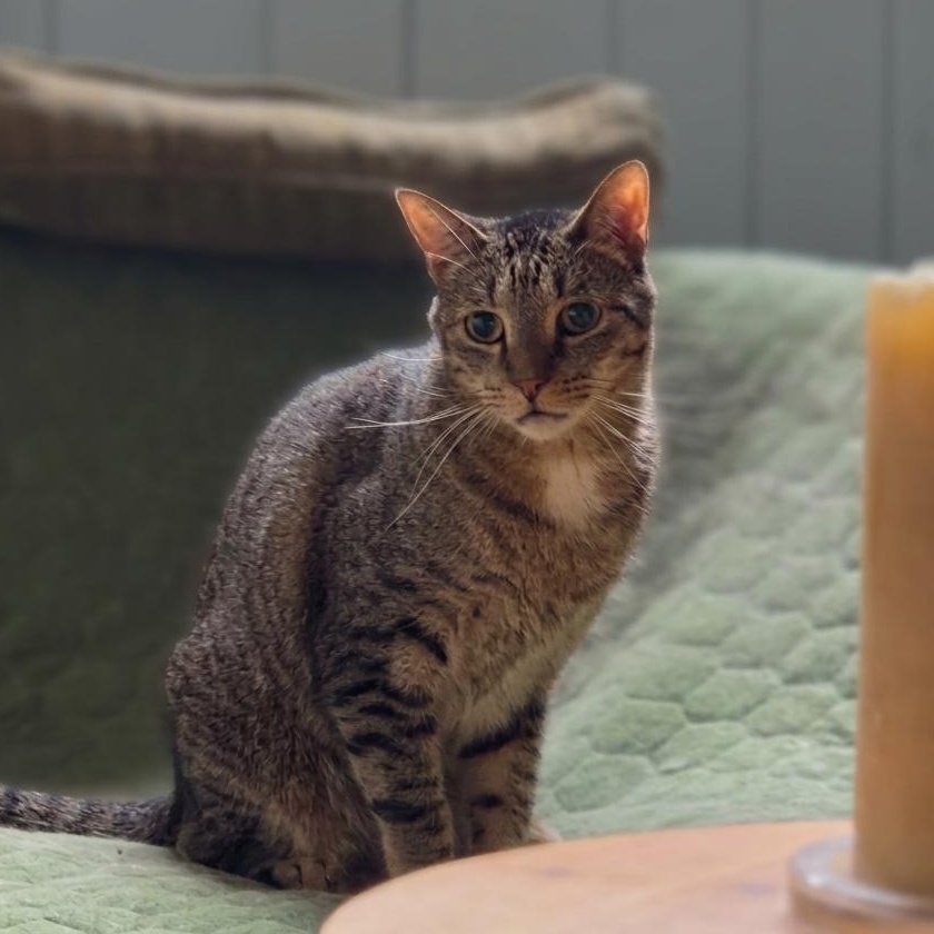Berlin, Adoptable, Adult Male Domestic Short Hair.
