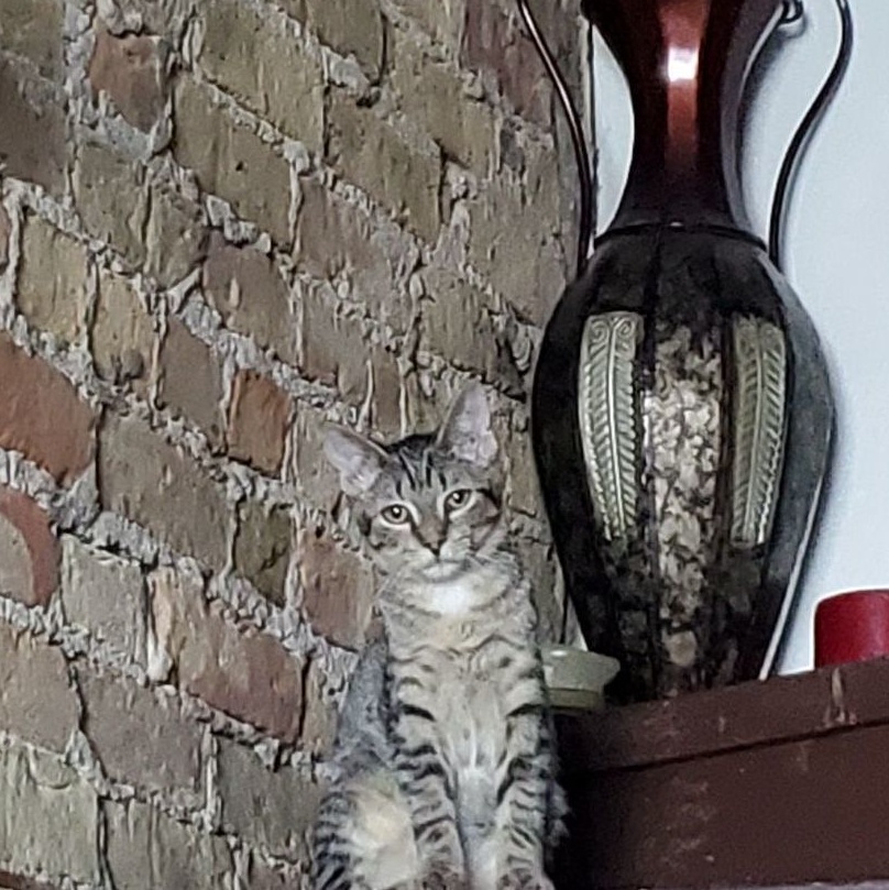 Enlarge Berlin, a Adoptable Domestic Short Hair in Chicago, IL image 2/4