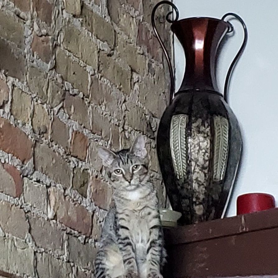 Berlin, a Adoptable Domestic Short Hair in Chicago, IL image 1/2