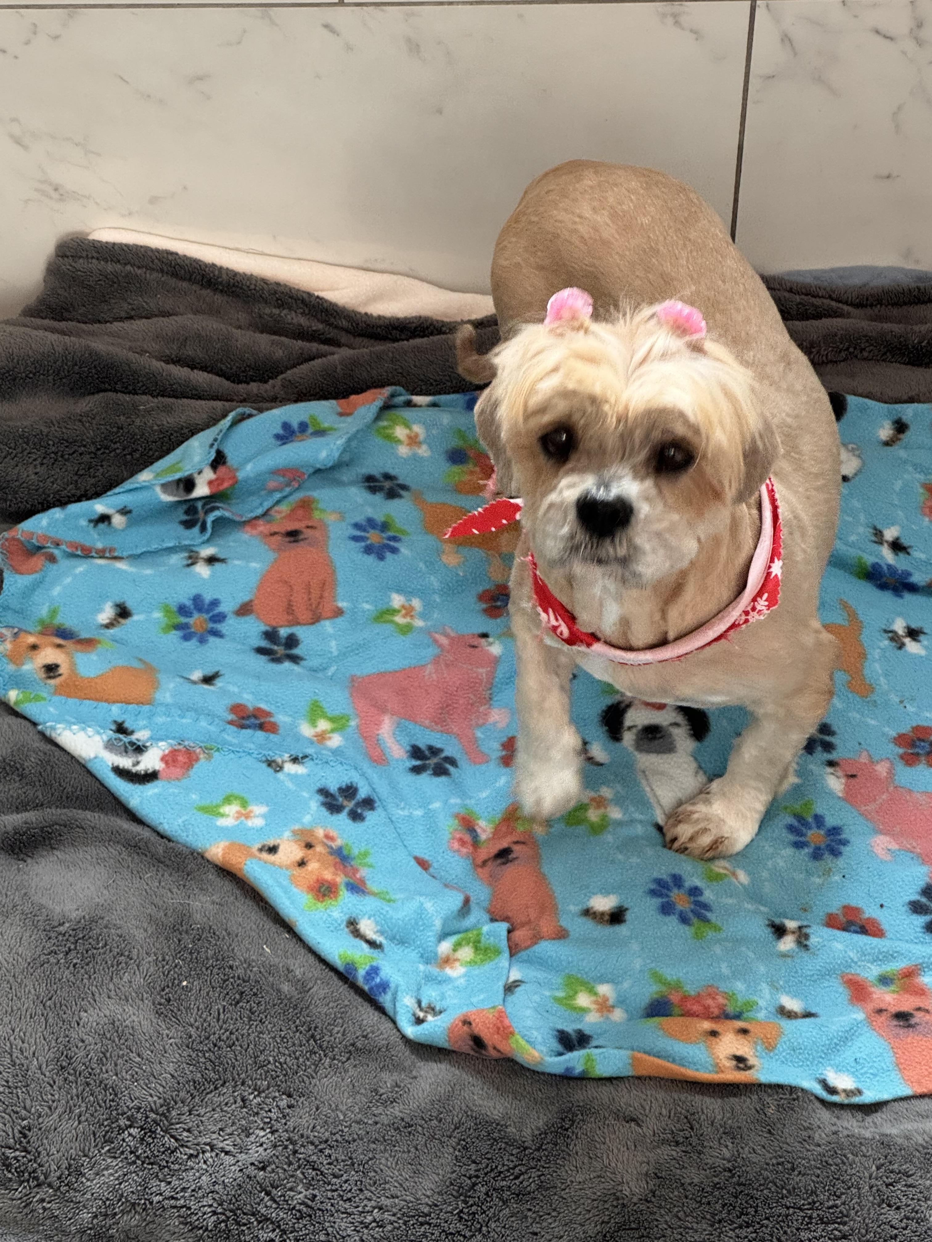 Enlarge Cindy , a ADOPTABLE Lhasa Apso in O'Fallon, MO image 1/1