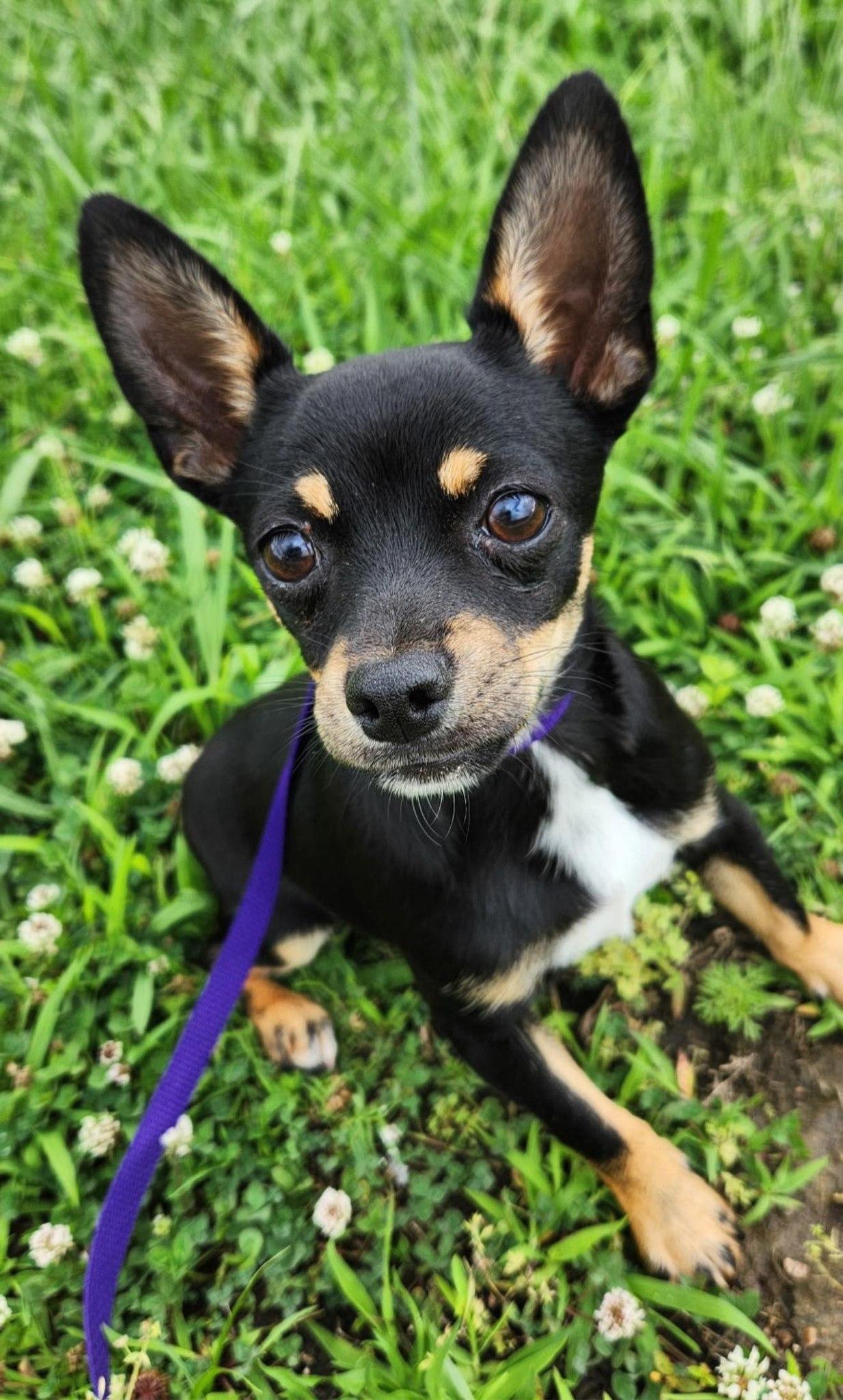 Enlarge Ian, a ADOPTABLE mixed breed in Broken Arrow, OK image 1/1