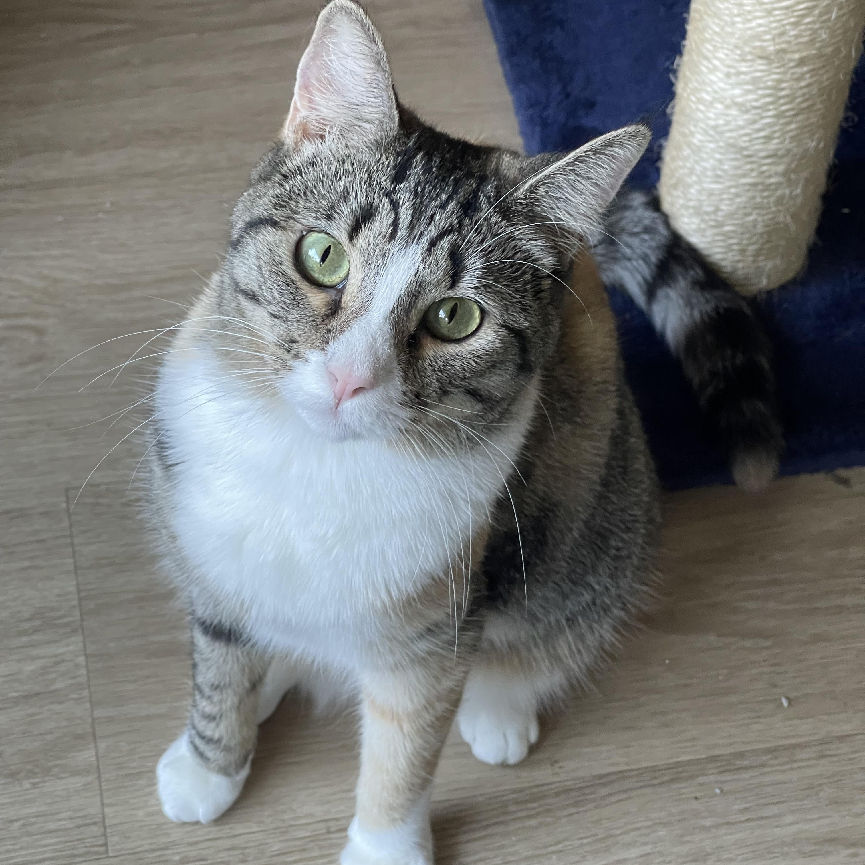 Dahlia, Young Female Domestic Short Hair