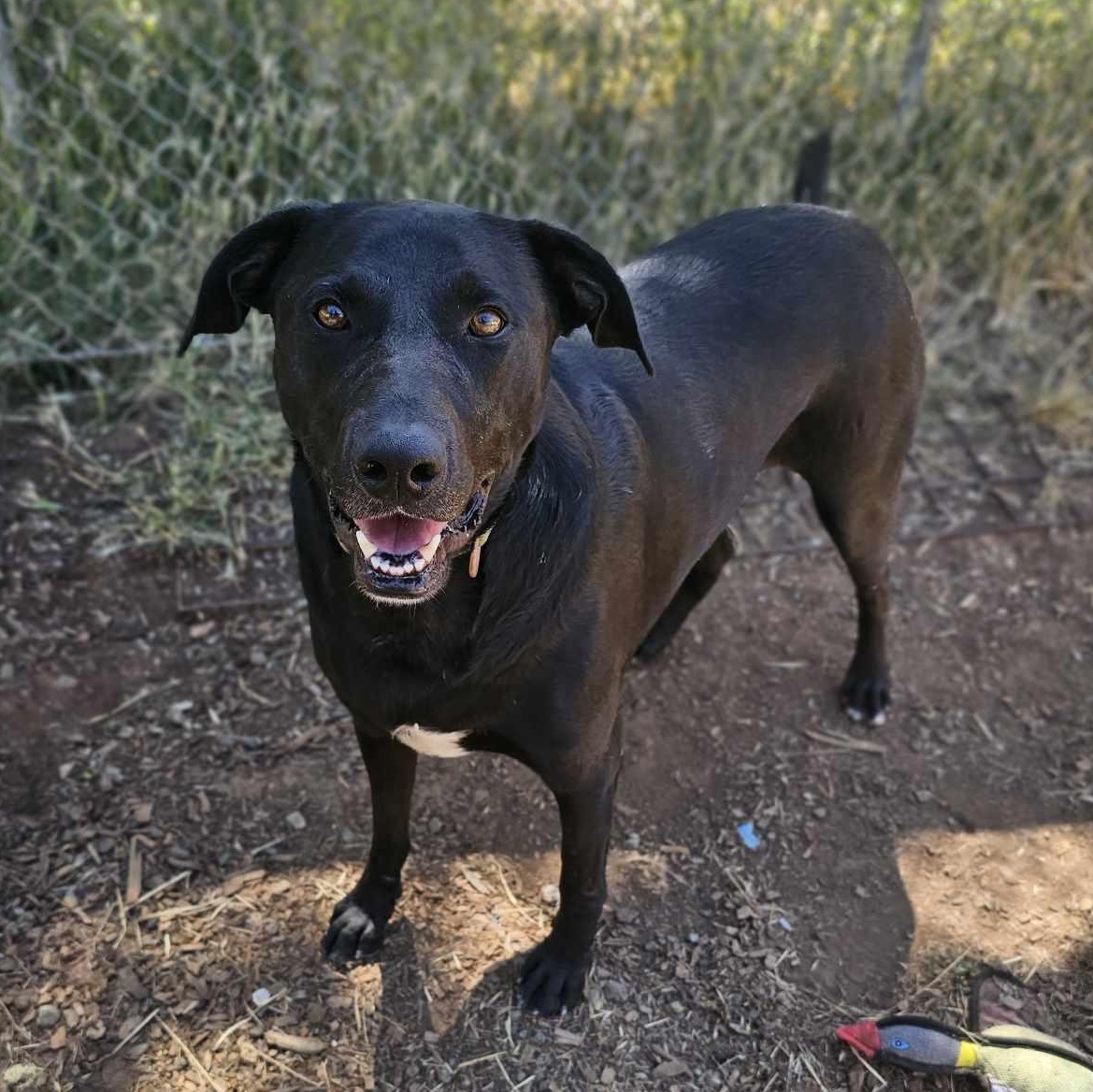 Maxlow, an adoptable mixed breed in Grants Pass, OR image 2/3