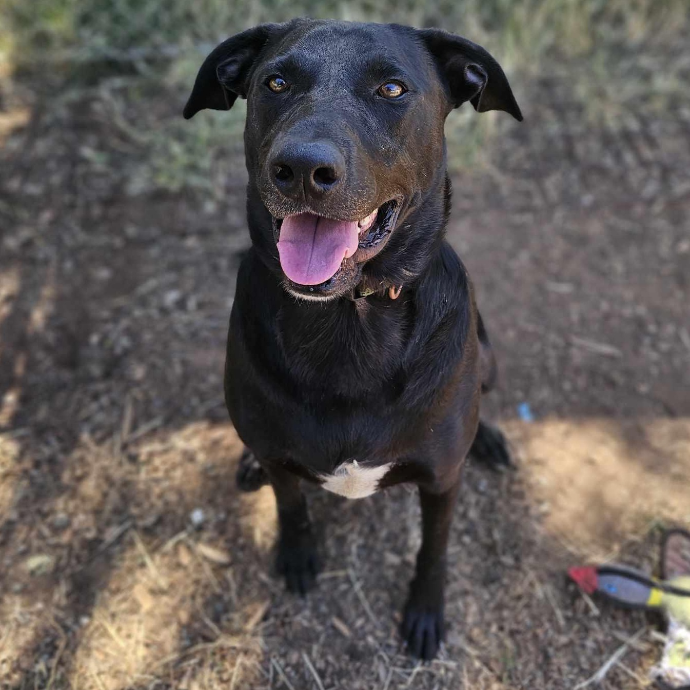 Maxlow, an adoptable mixed breed in Grants Pass, OR image 3/3