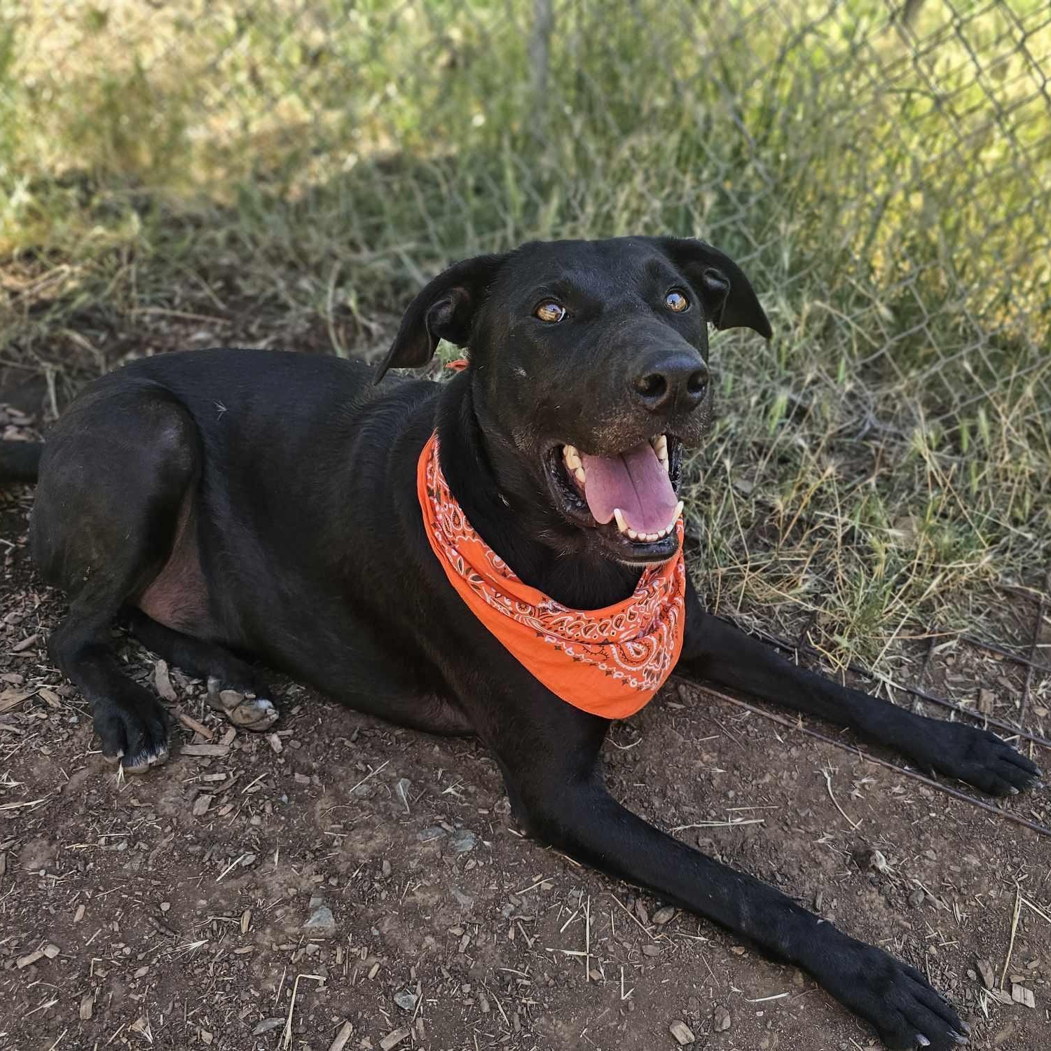Maxlow, an adoptable mixed breed in Grants Pass, OR image 1/3