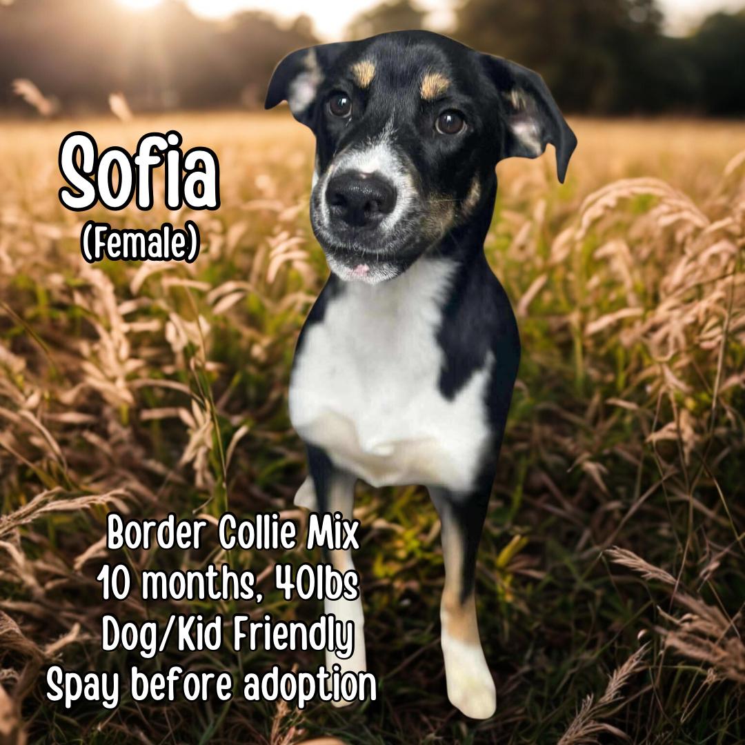 Sofia, Adoptable, Young Female Border Collie.